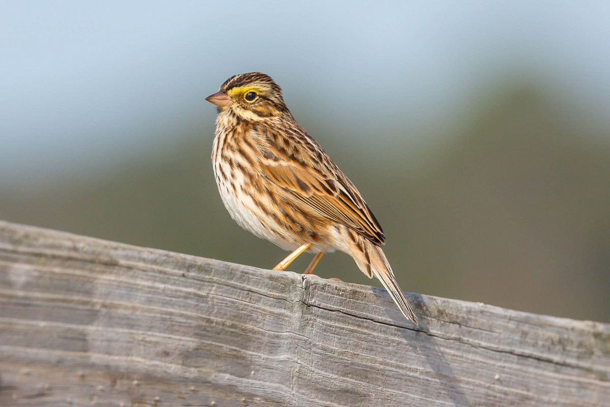Savannah Sparrow (Savannah) - ML636763136