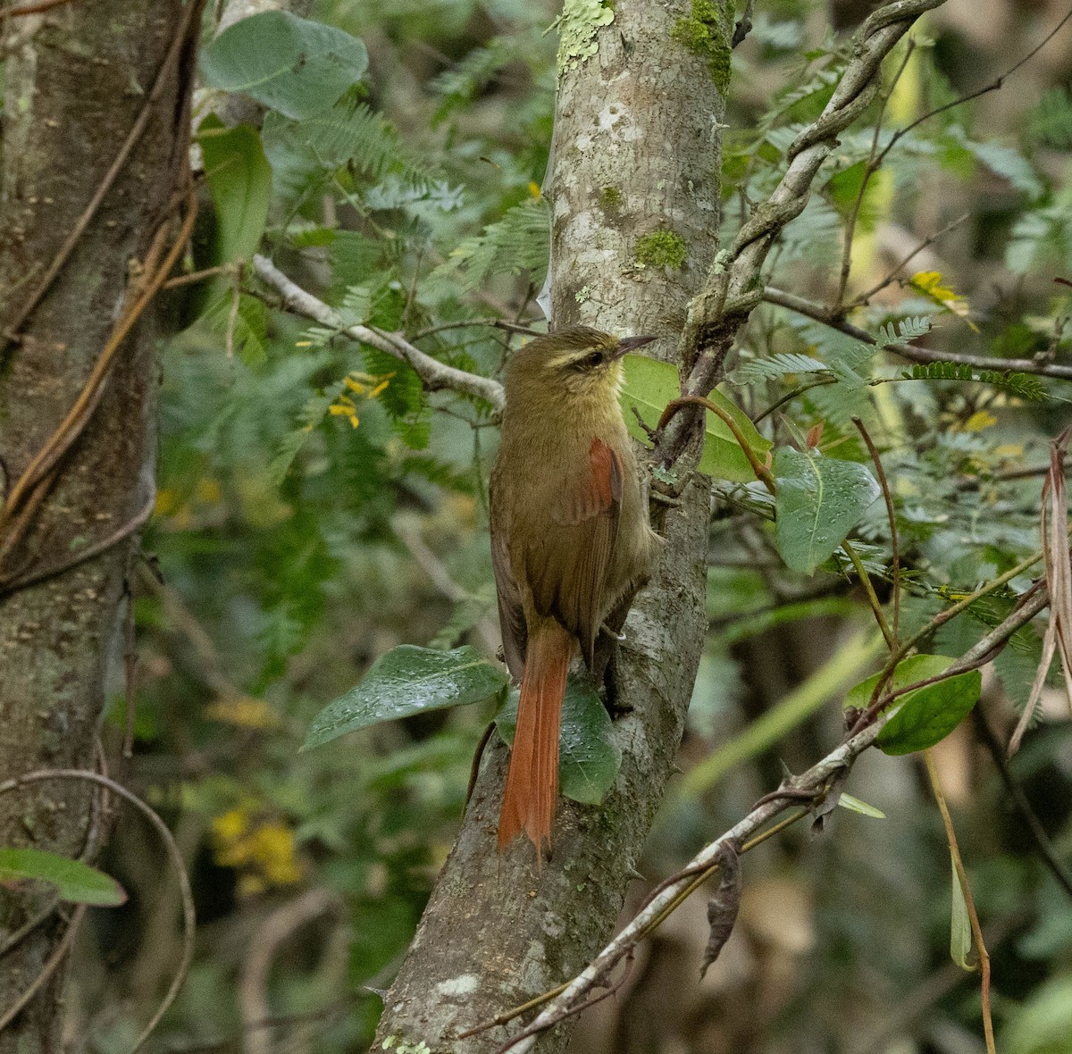Olive Spinetail - ML636763260