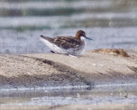 Нарийн сэлээхэй - ML636763261