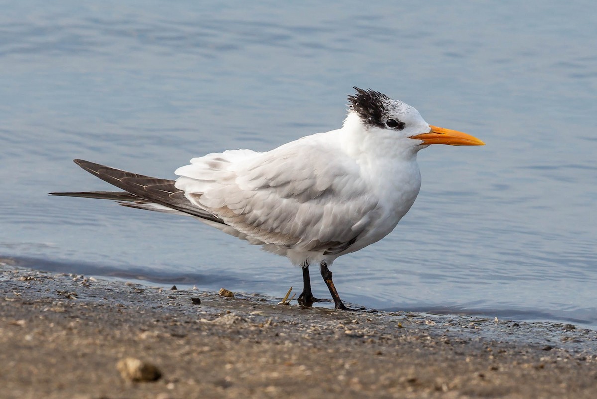 Royal Tern - ML636763313