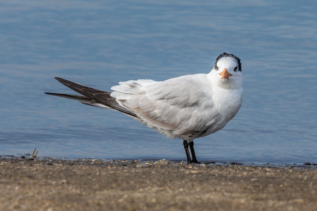 Royal Tern - ML636763314