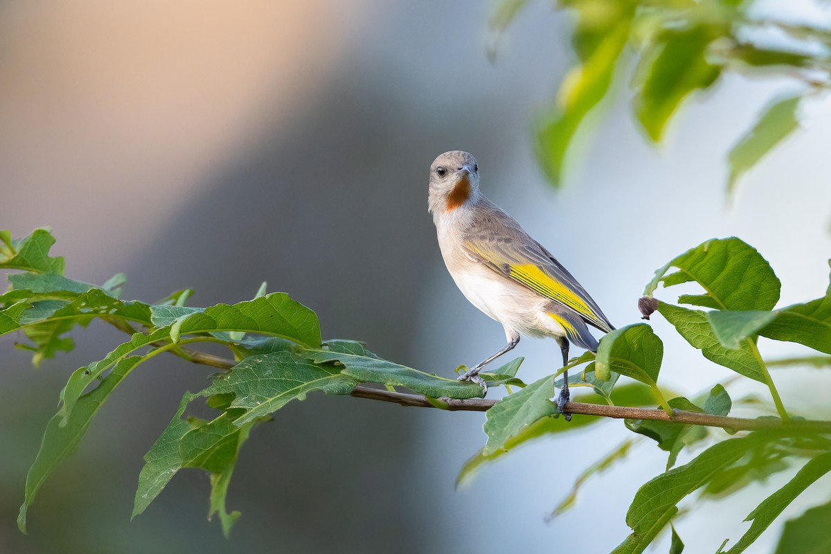 Rufous-throated Honeyeater - ML636763326