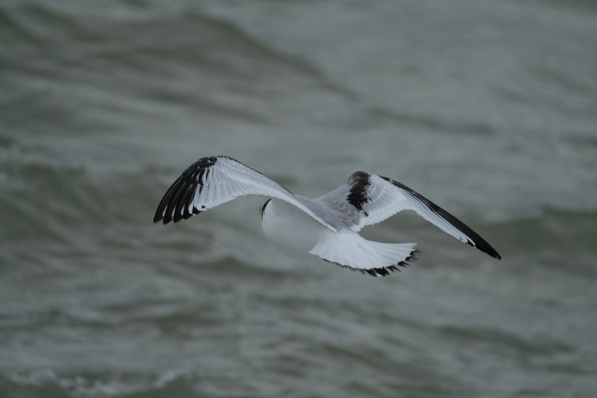 Black-legged Kittiwake - ML636763417