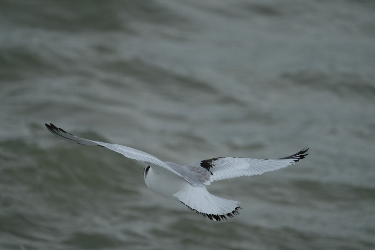Black-legged Kittiwake - ML636763418