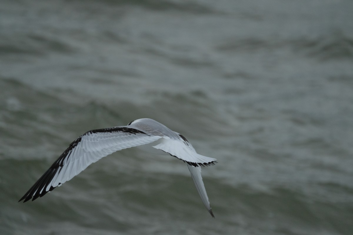 Black-legged Kittiwake - ML636763419