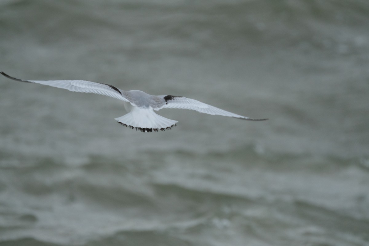 Black-legged Kittiwake - ML636763420