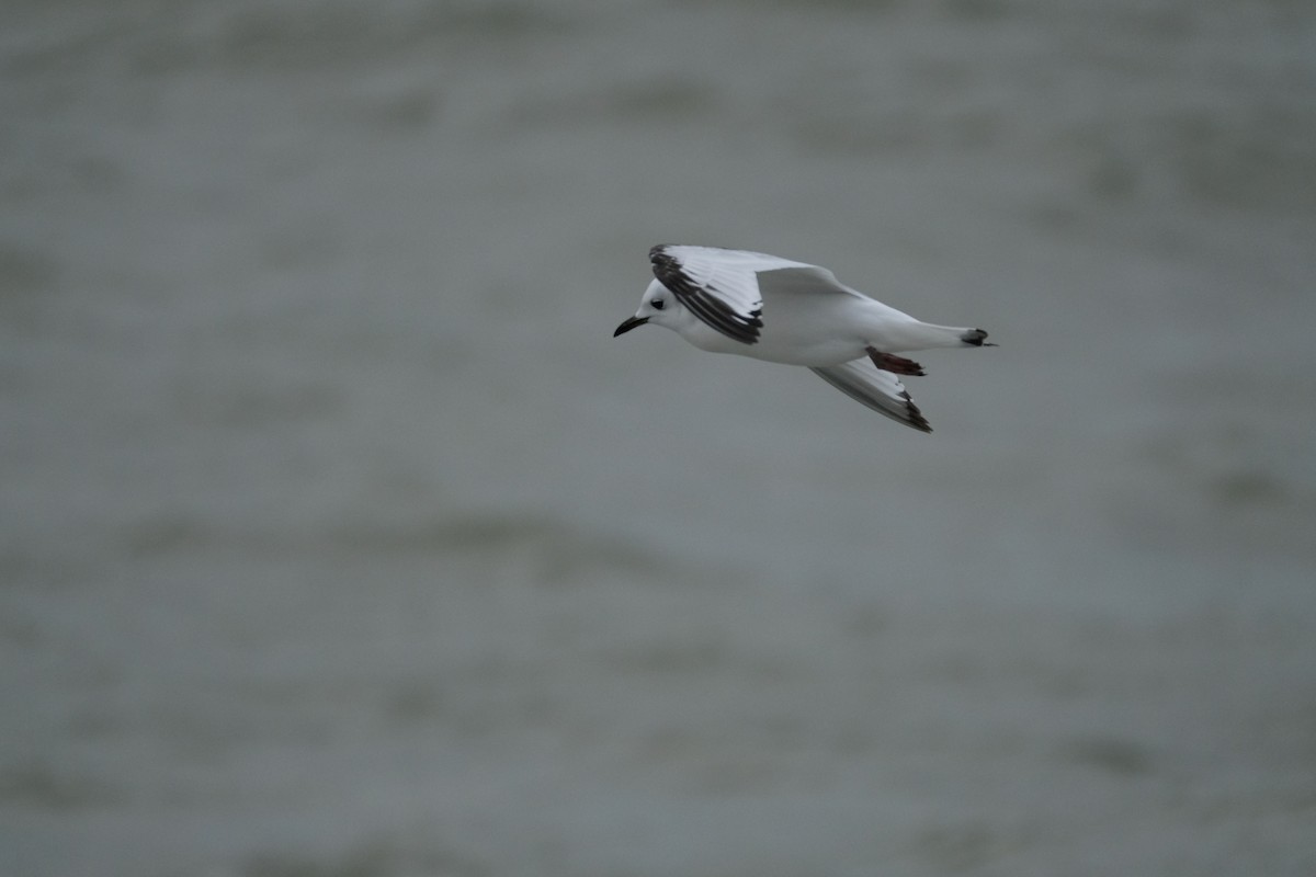 Black-legged Kittiwake - ML636763421