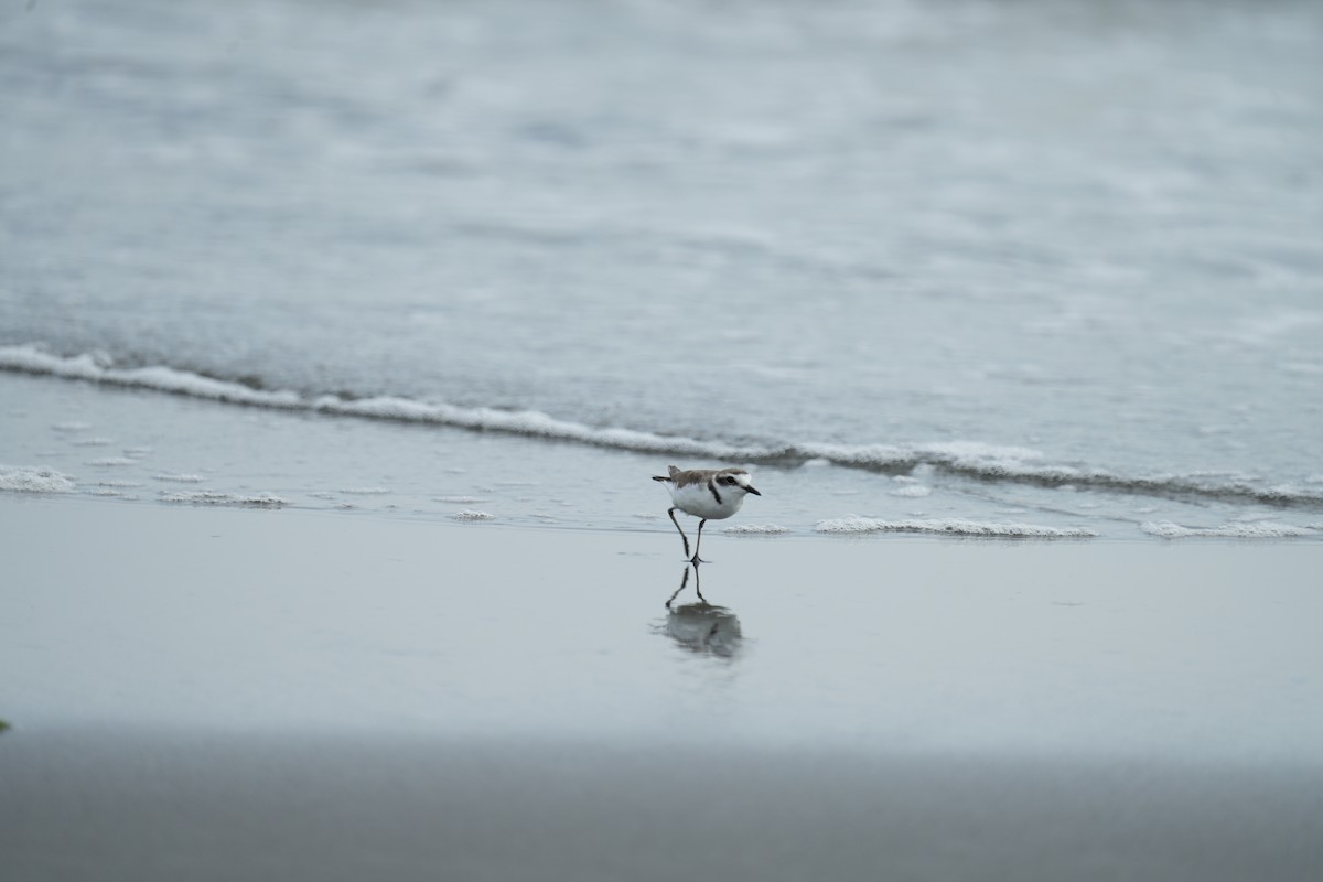 Kentish Plover - ML636763441