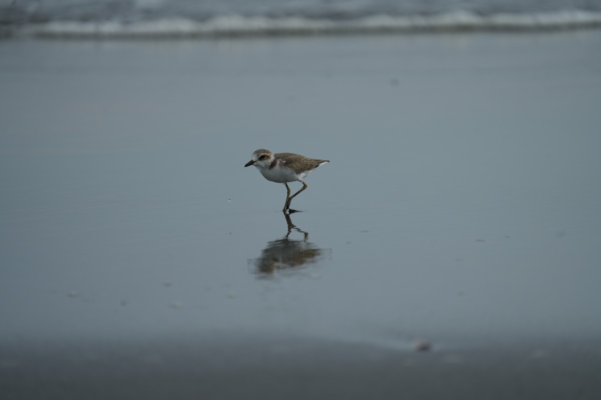 Kentish Plover - ML636763445