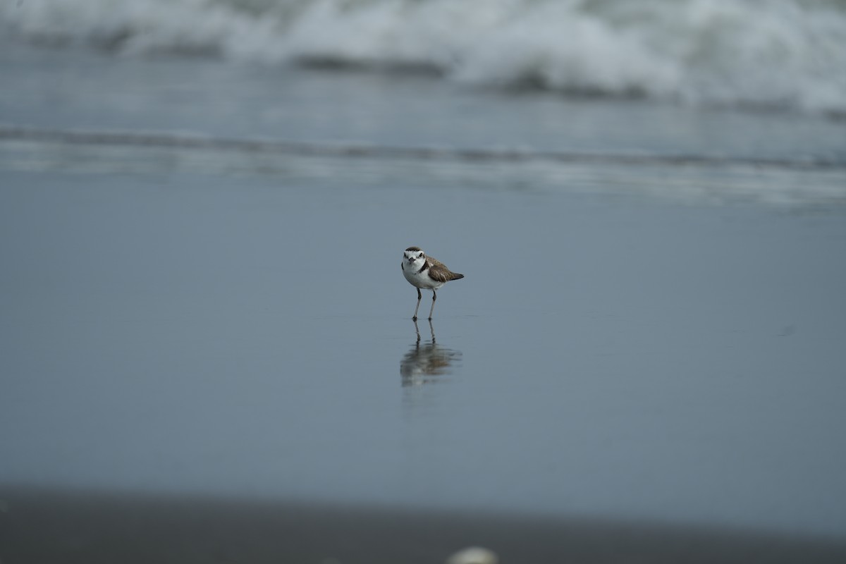 Kentish Plover - ML636763448