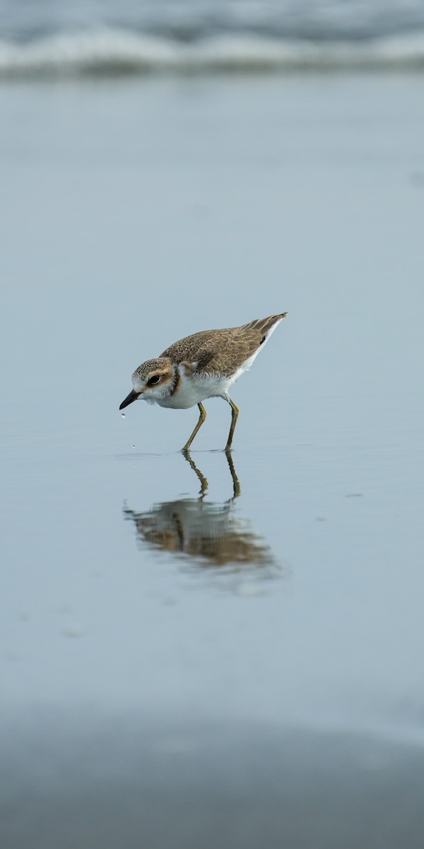 Kentish Plover - ML636763450