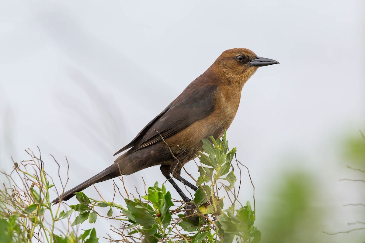 Boat-tailed Grackle (torreyi/alabamensis) - ML636763486