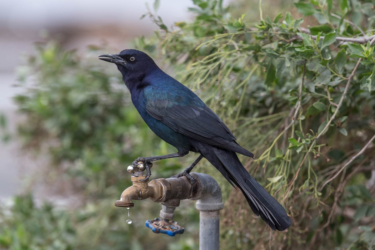 Boat-tailed Grackle (torreyi/alabamensis) - ML636763487