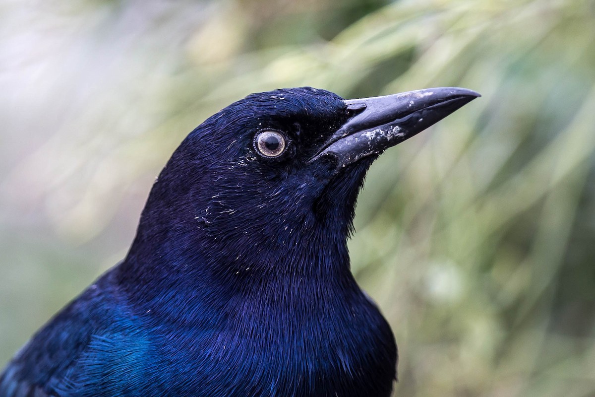 Boat-tailed Grackle (torreyi/alabamensis) - ML636763488