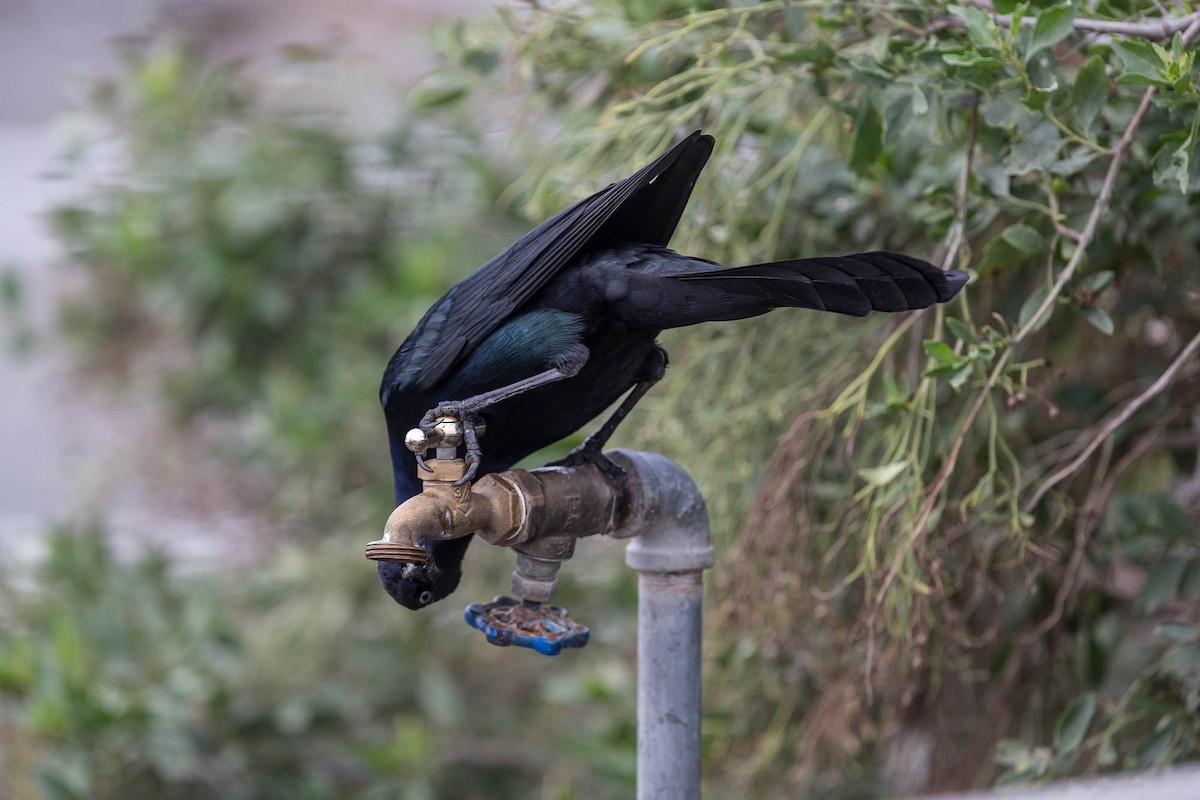 Boat-tailed Grackle (torreyi/alabamensis) - ML636763489