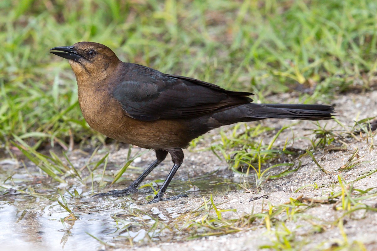 Boat-tailed Grackle (torreyi/alabamensis) - ML636763491