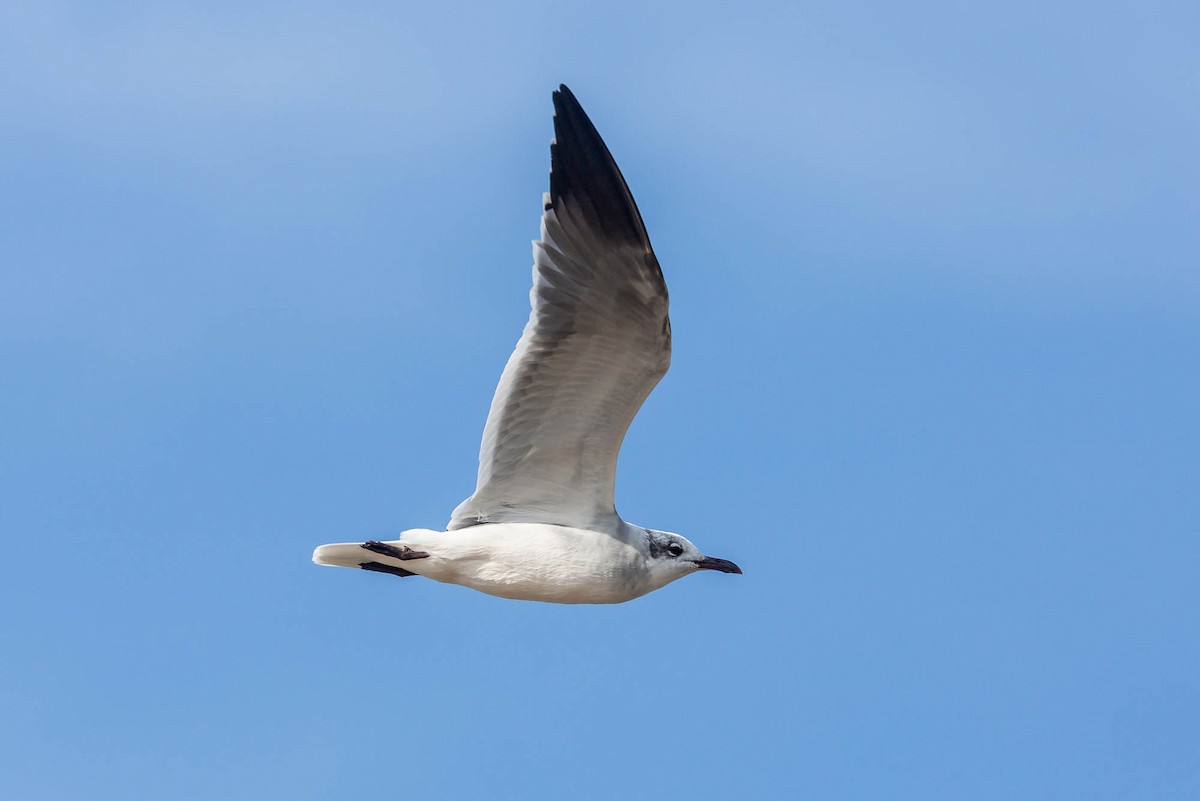 Laughing Gull - ML636763546