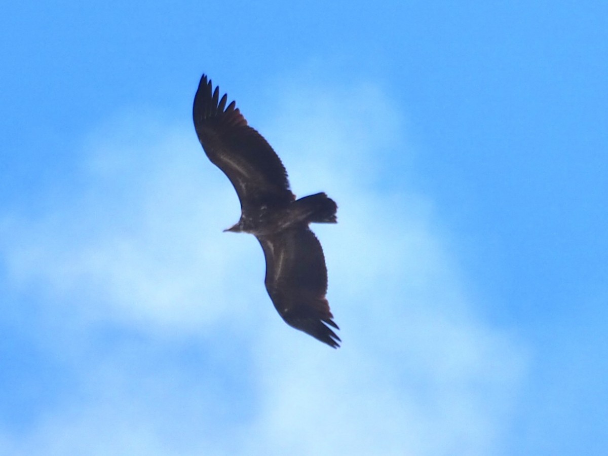 Himalayan Griffon - ML636763642