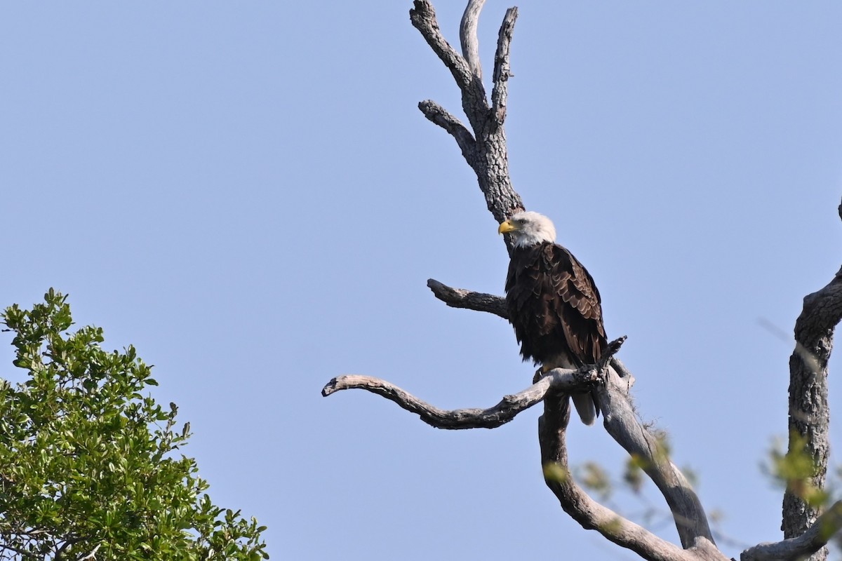 Bald Eagle - ML636763725