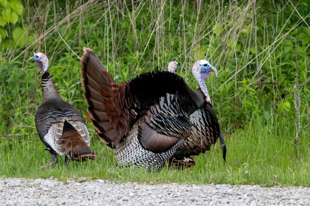 Wild Turkey - ML636763755