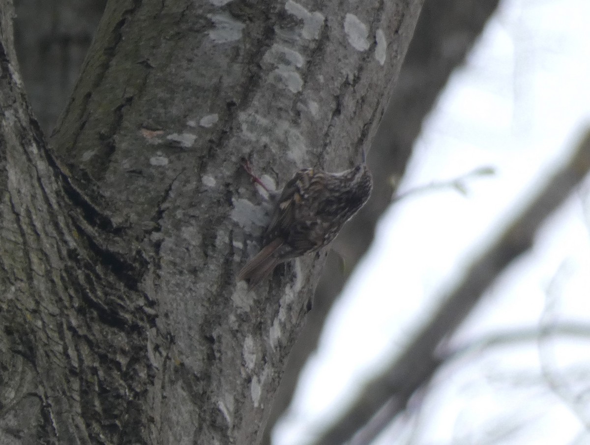 Short-toed Treecreeper - ML636763792