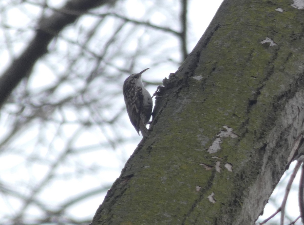 Short-toed Treecreeper - ML636763799