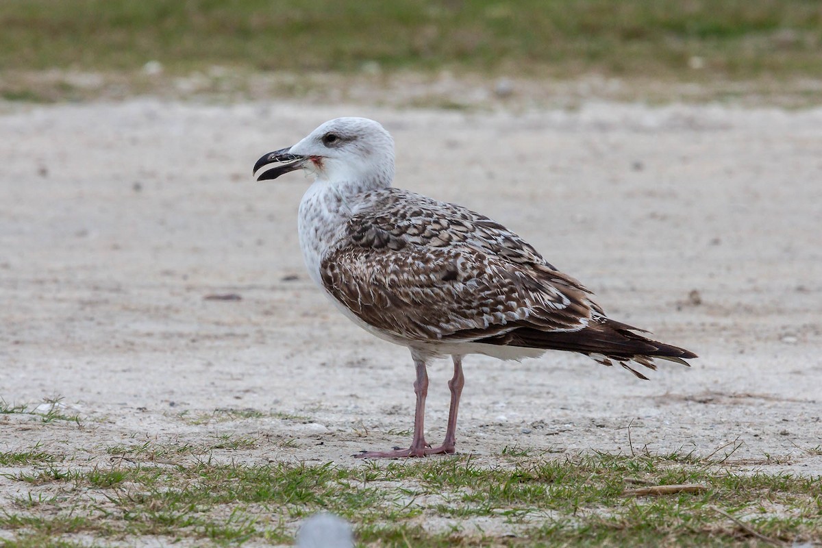 Great Black-backed Gull - ML636763819