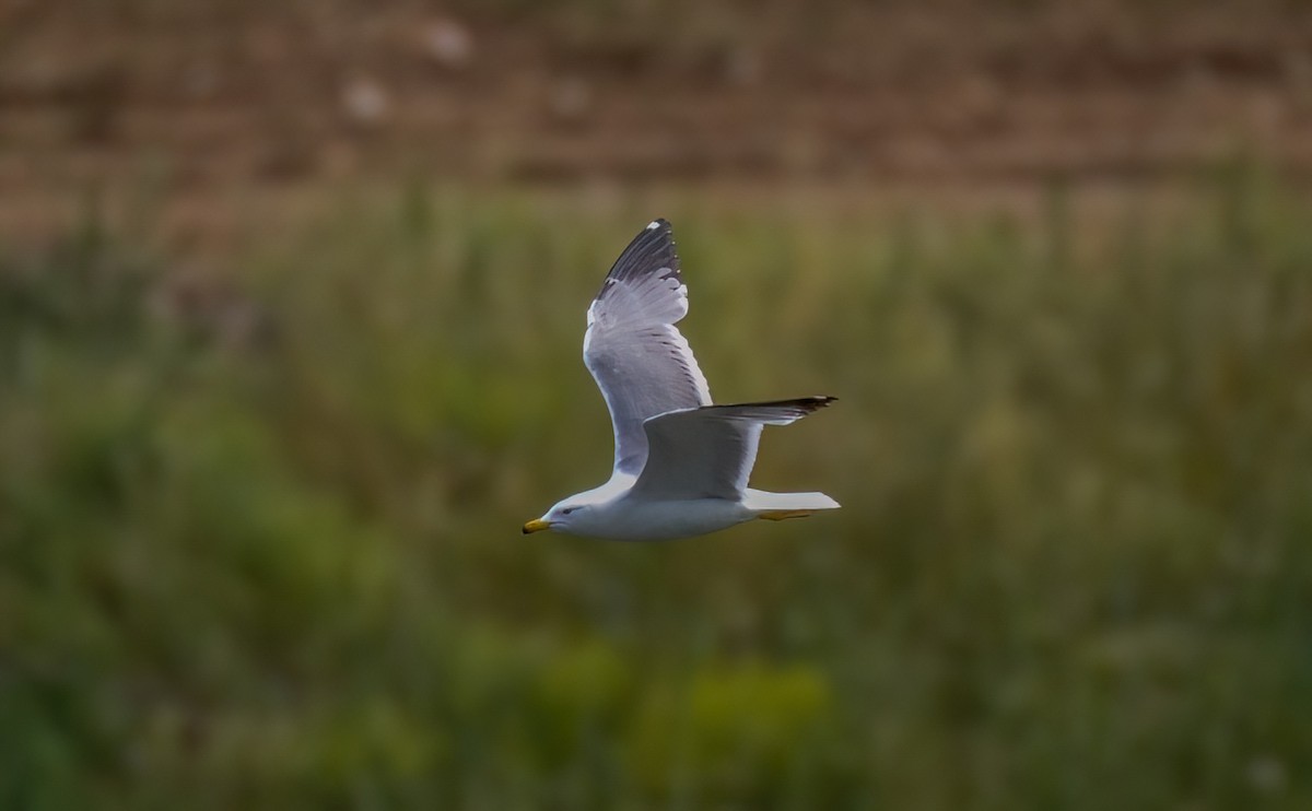 アルメニアセグロカモメ - ML636763883