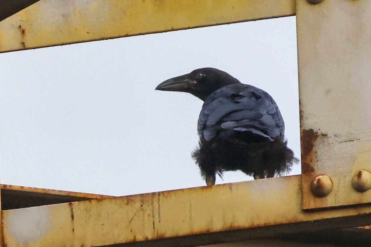 カラス属（ワタリカラスの種） - ML636763904