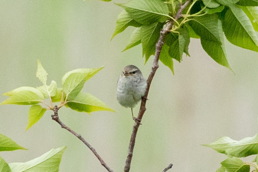 Japanese Bush Warbler - ML636764005