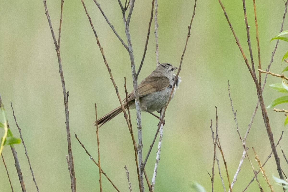 Japanese Bush Warbler - ML636764006