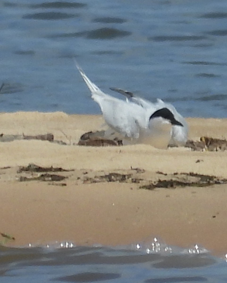 Gull-billed Tern - ML636764013