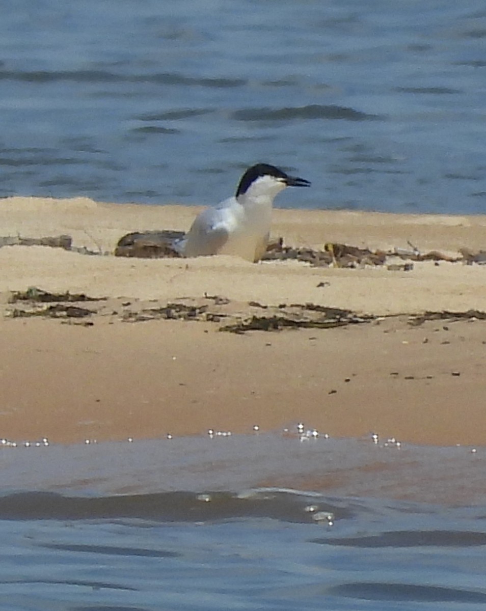 Gull-billed Tern - ML636764014