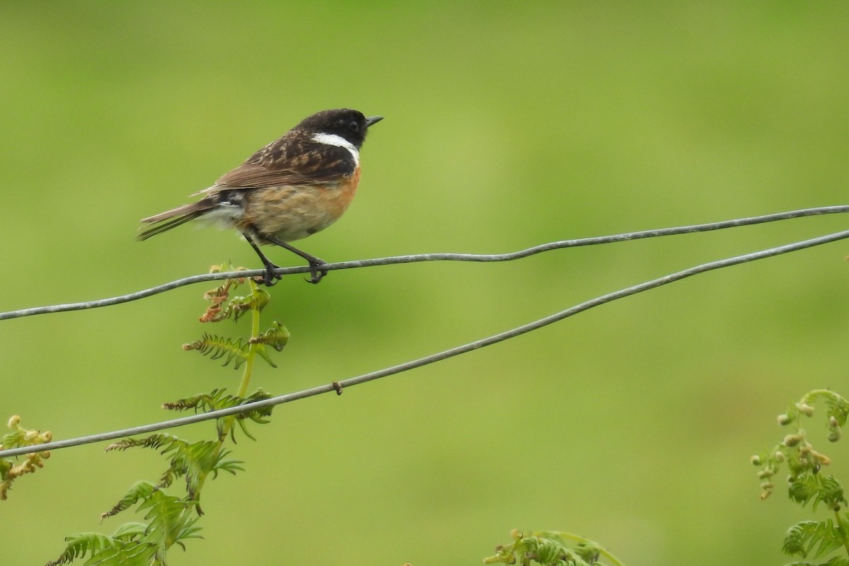 European Stonechat - ML636764034
