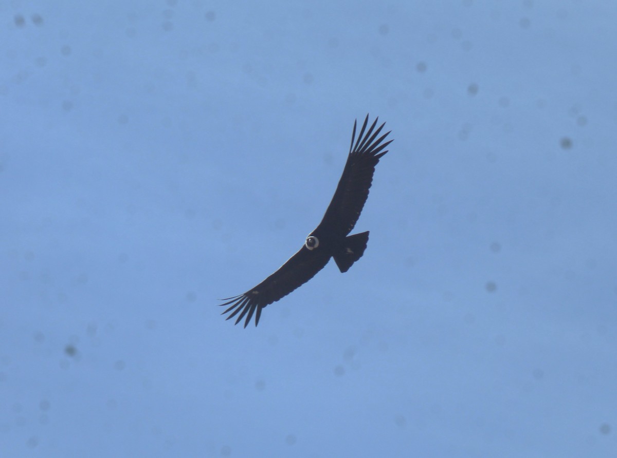 Andean Condor - ML636764088