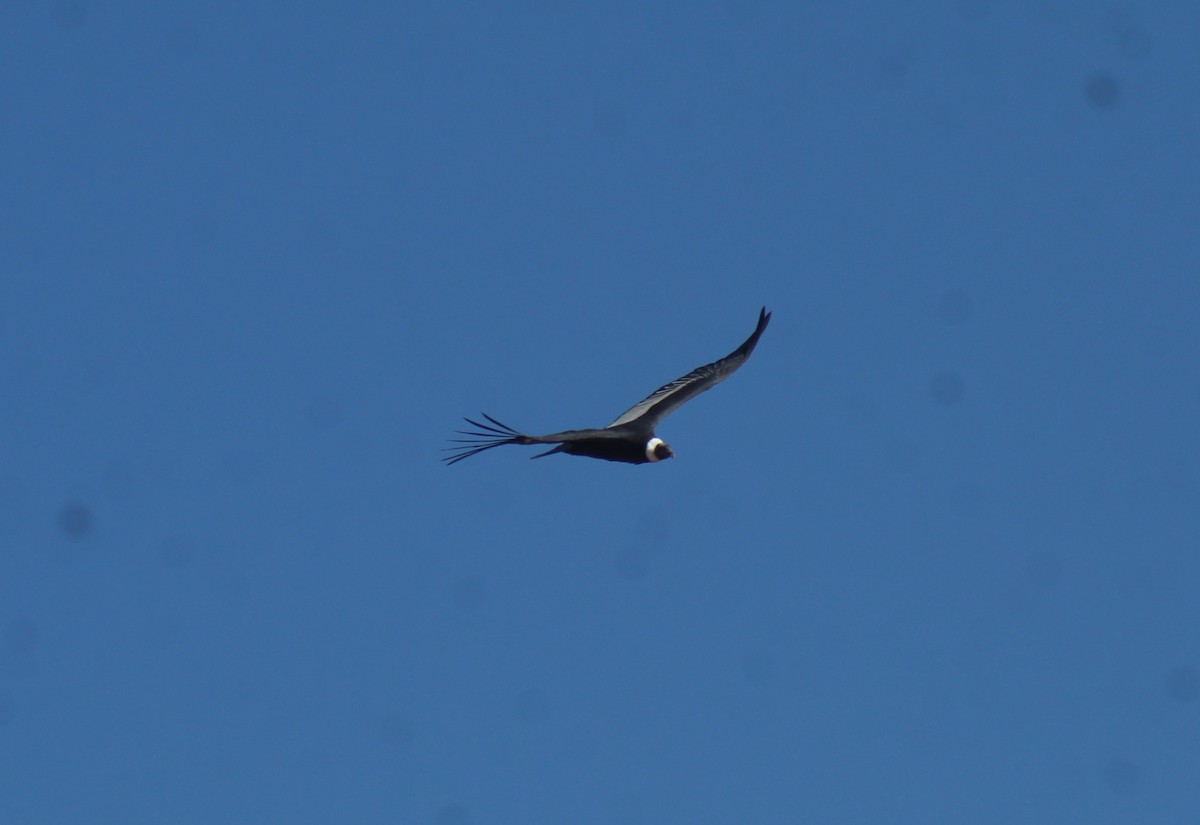 Andean Condor - ML636764089