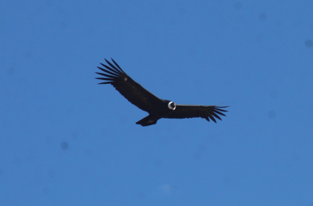 Andean Condor - ML636764090