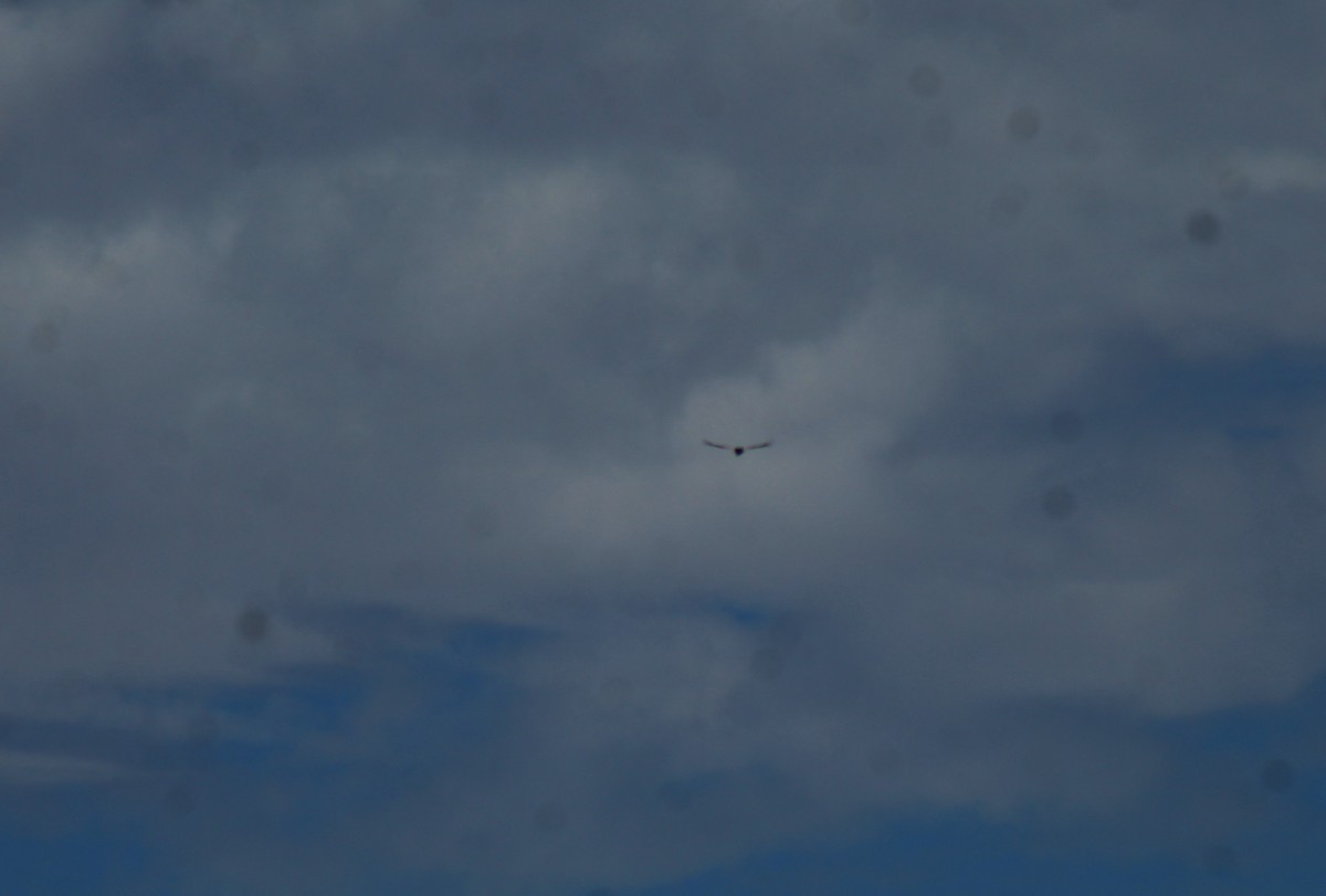 Andean Condor - ML636764091
