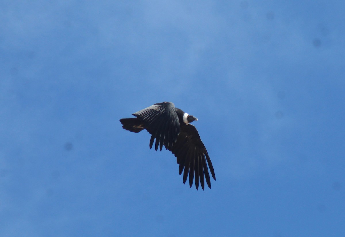 Andean Condor - ML636764092