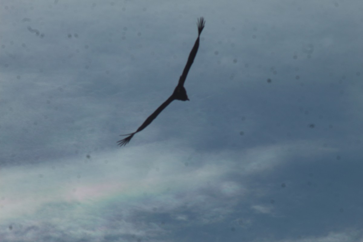 Andean Condor - ML636764093
