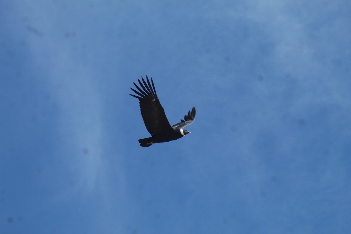 Andean Condor - ML636764096