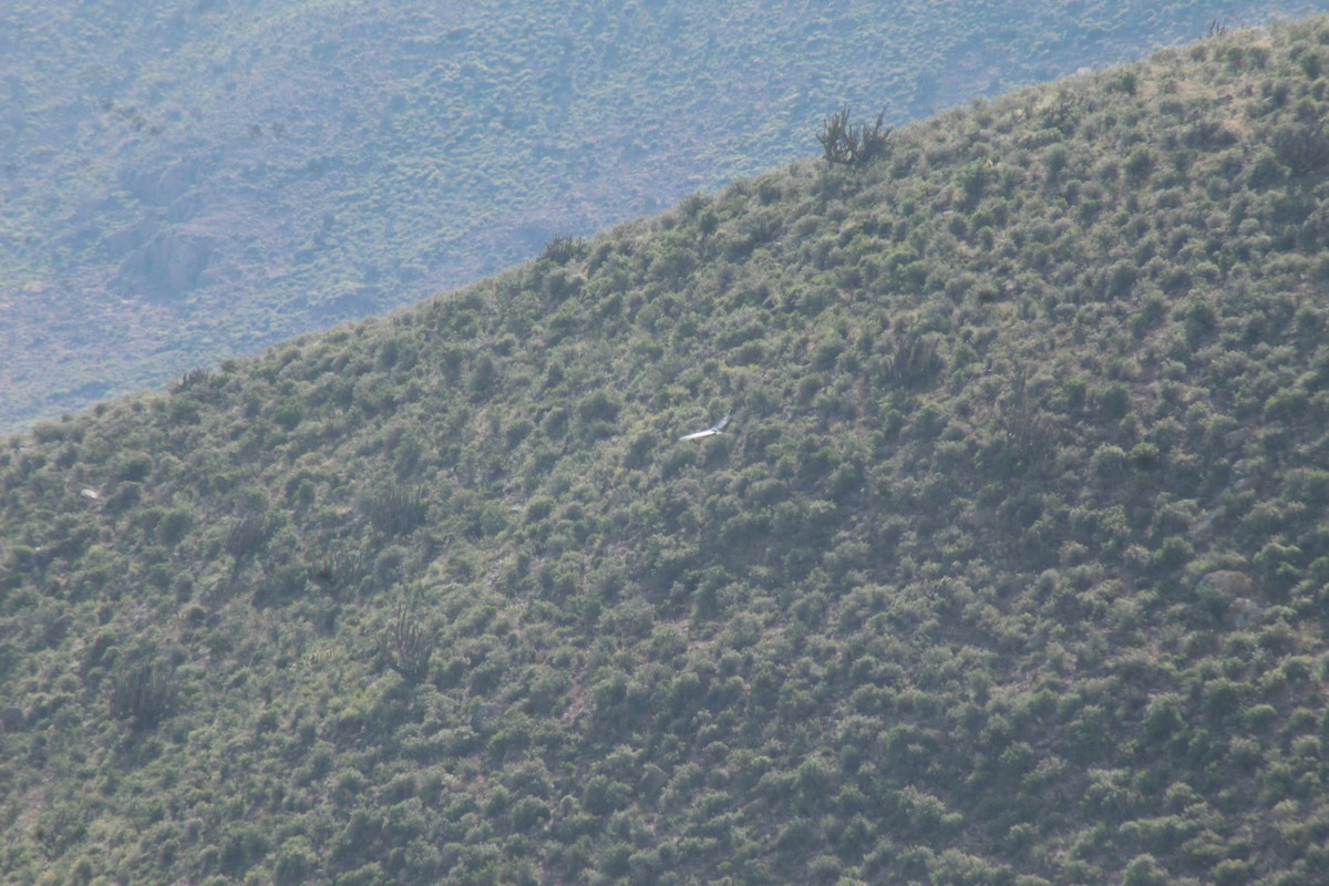 Andean Condor - ML636764097