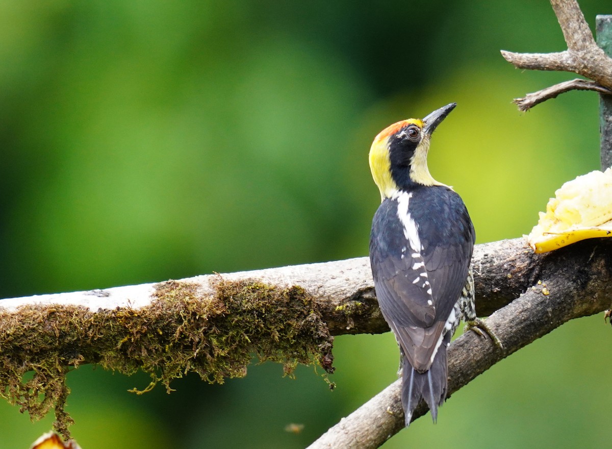 Golden-naped Woodpecker - ML636764145