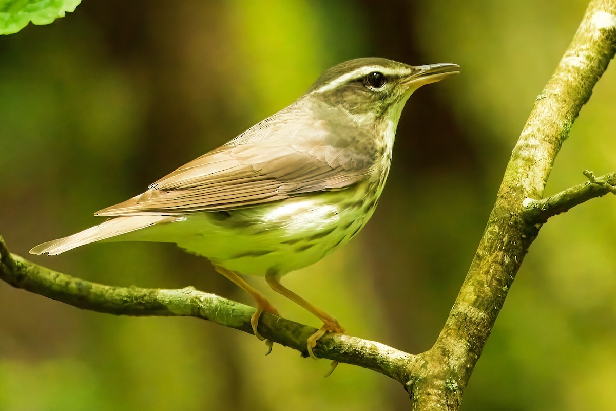 Louisiana Waterthrush - ML636764187