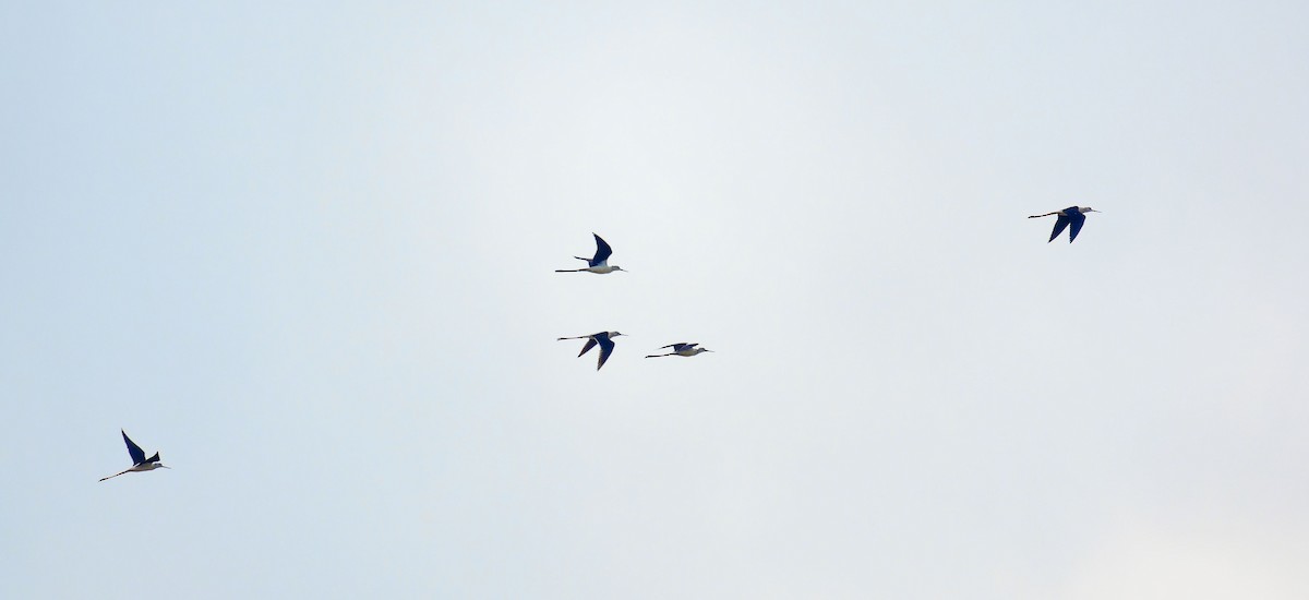 Black-winged Stilt - ML636764207