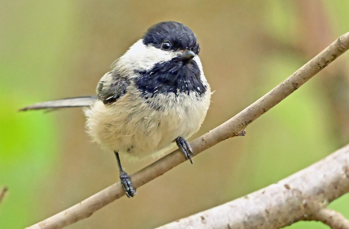 Black-capped Chickadee - ML636764468