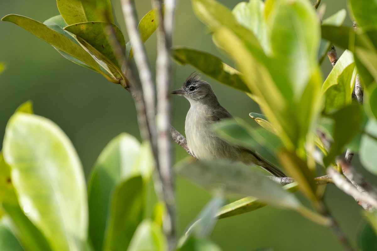 Plain-crested Elaenia - ML636764485