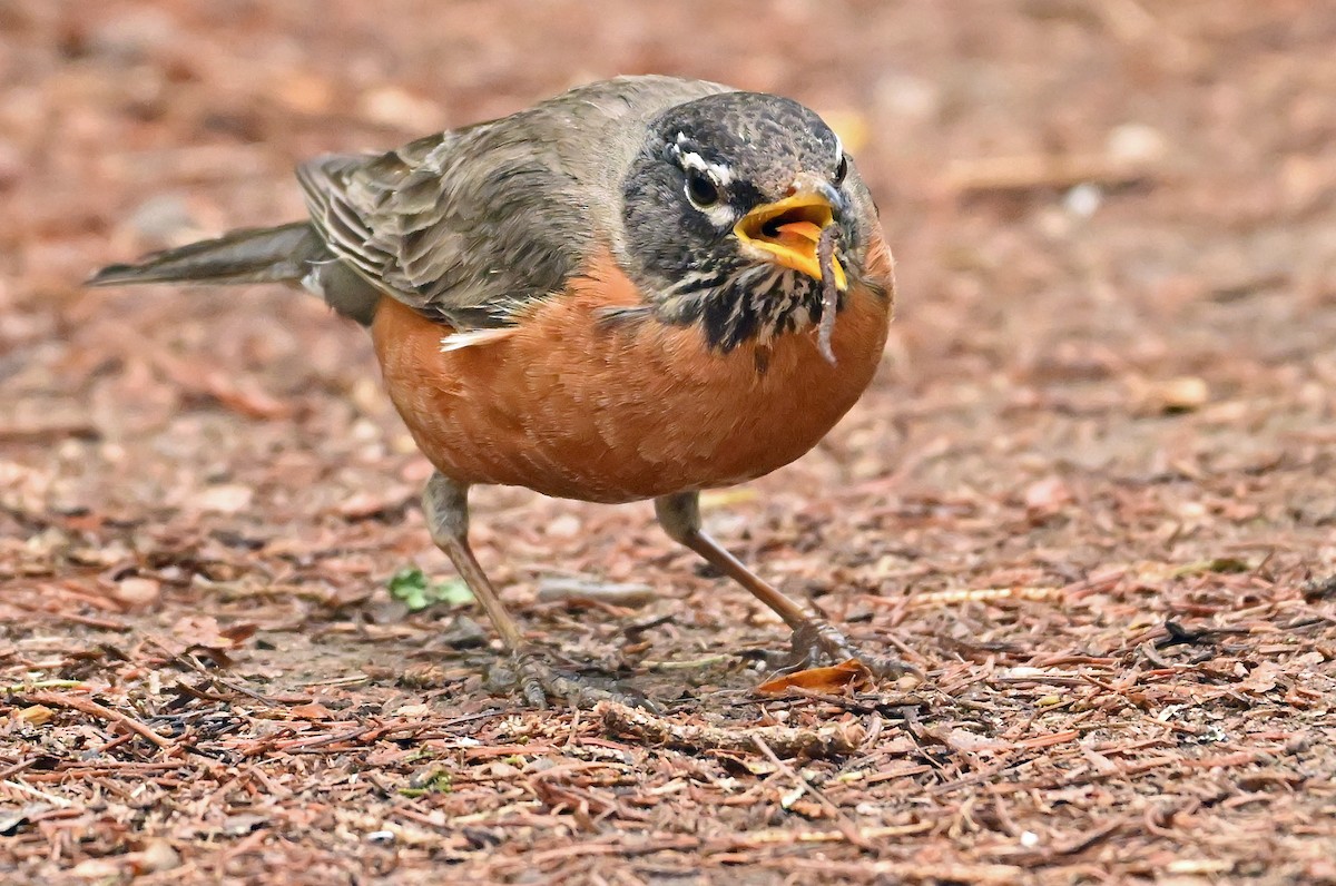 American Robin - Wayne Oakes
