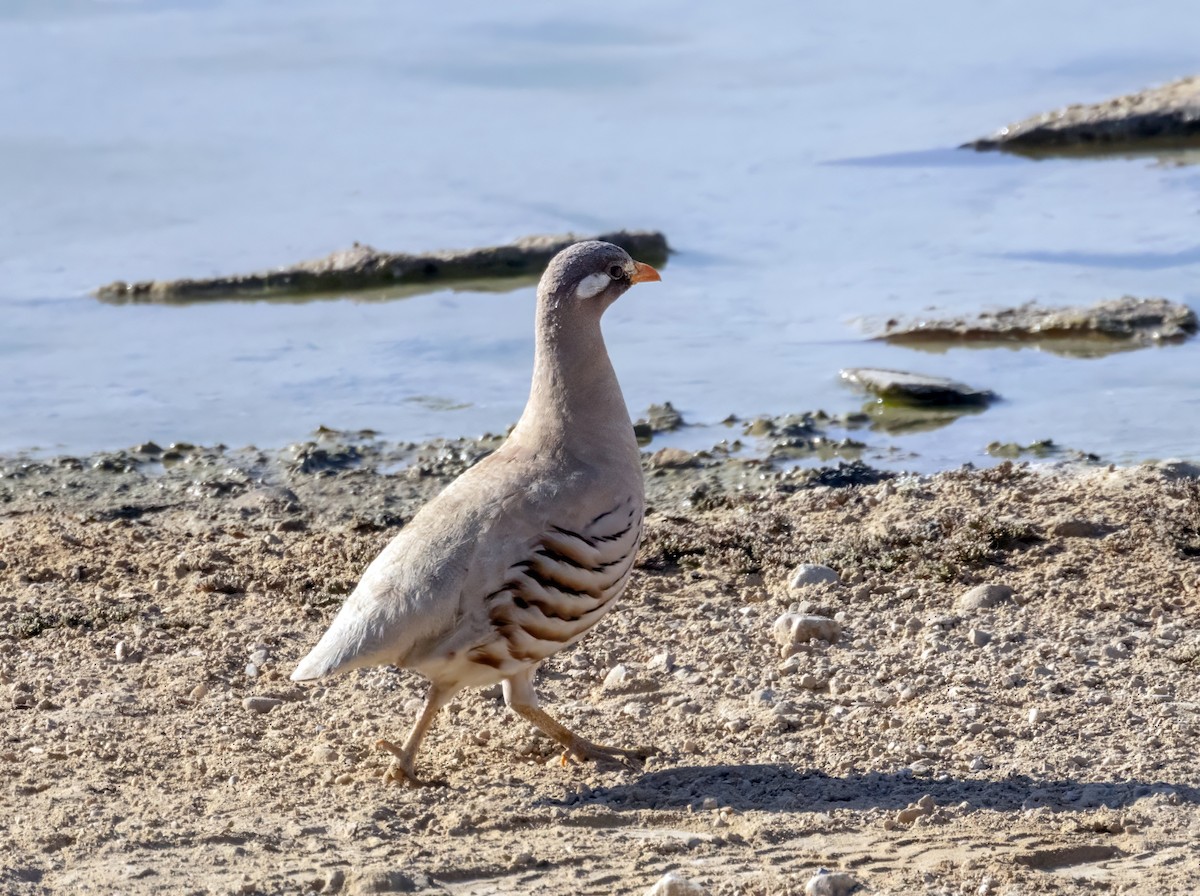 Sand Partridge - ML636764604