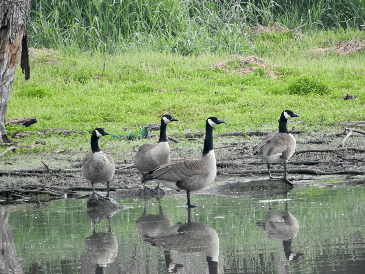 Branta kanadar handia - ML636764667